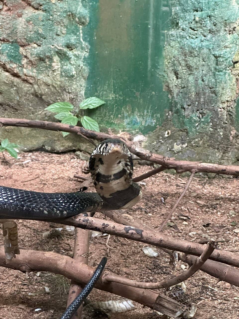 Crocodiles and Tortoises