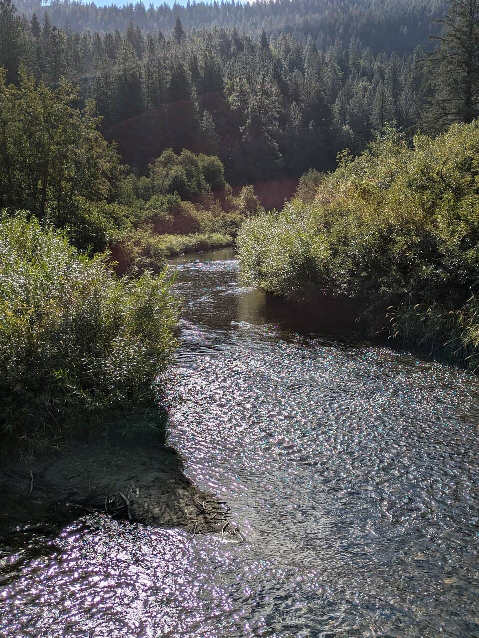 Salmon Migration