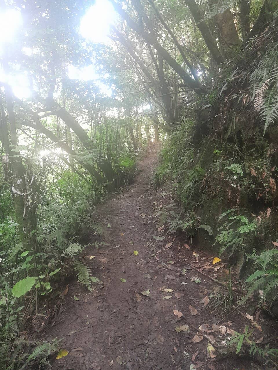 Kaiwharawhara Stream