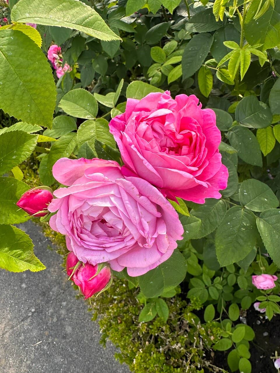 The Enchanting Rose Garden