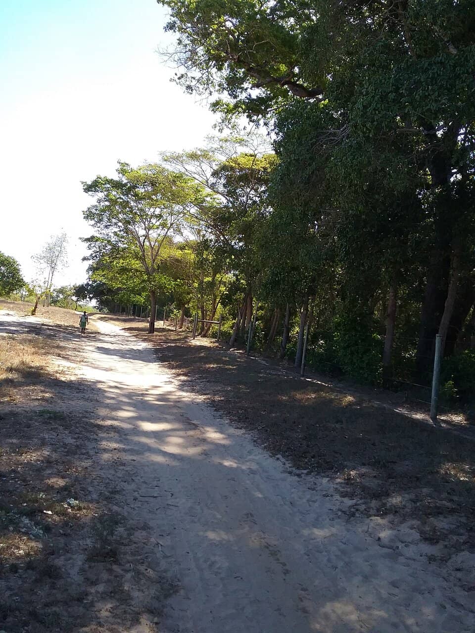 Majestic Elephant Sightings