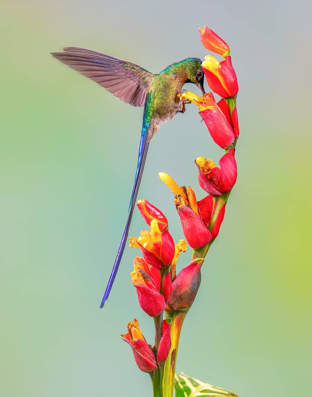 Hummingbird Haven