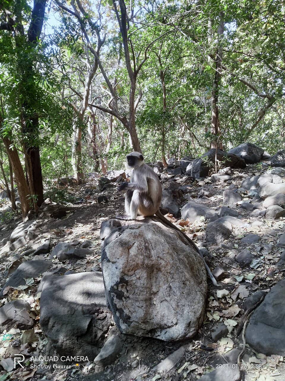 Misty Mountain Views