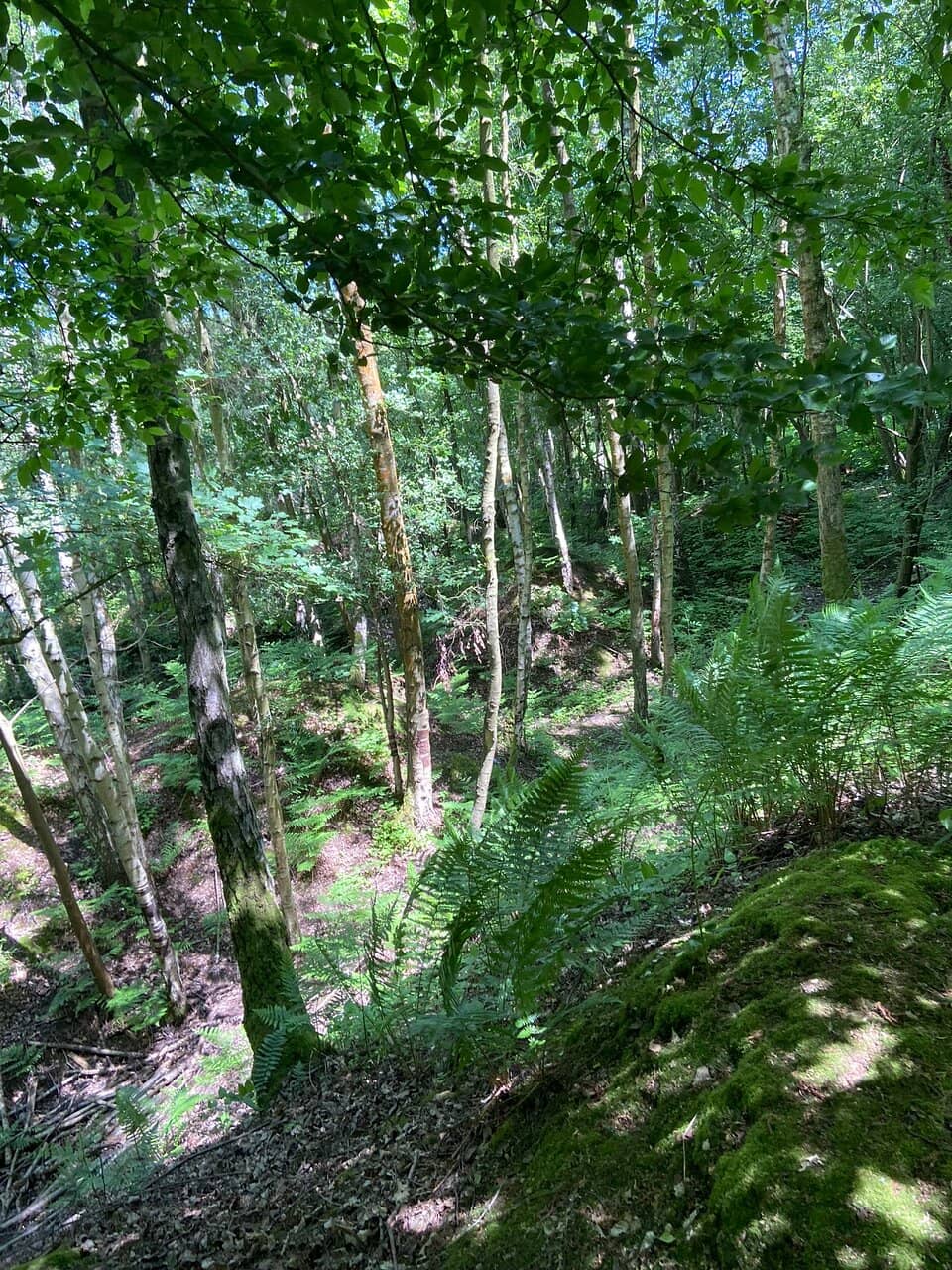 Woodland Trails