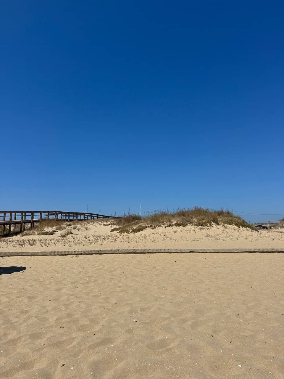 Marine Fossils and Flora