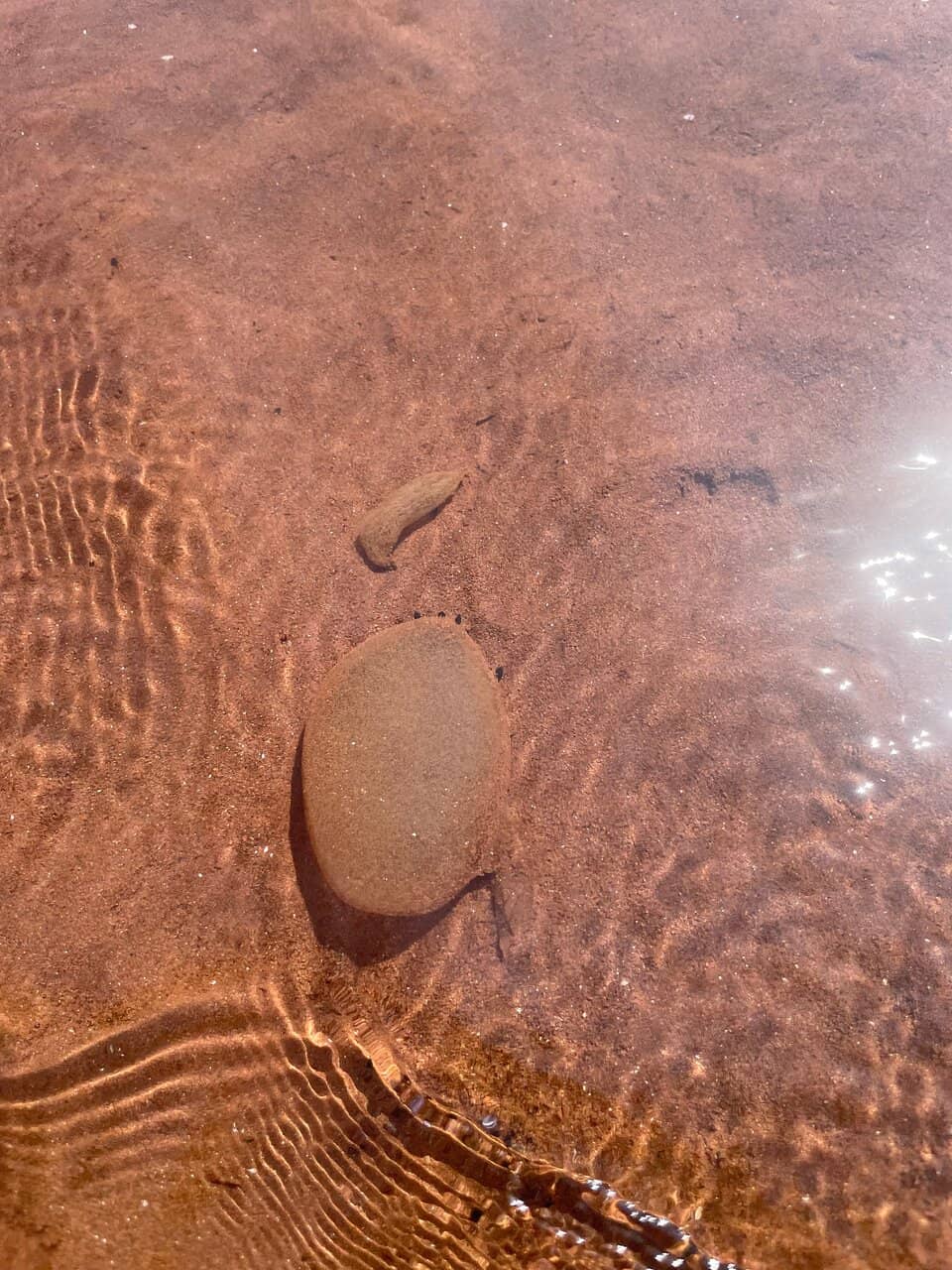Shallow Ocean Walkout