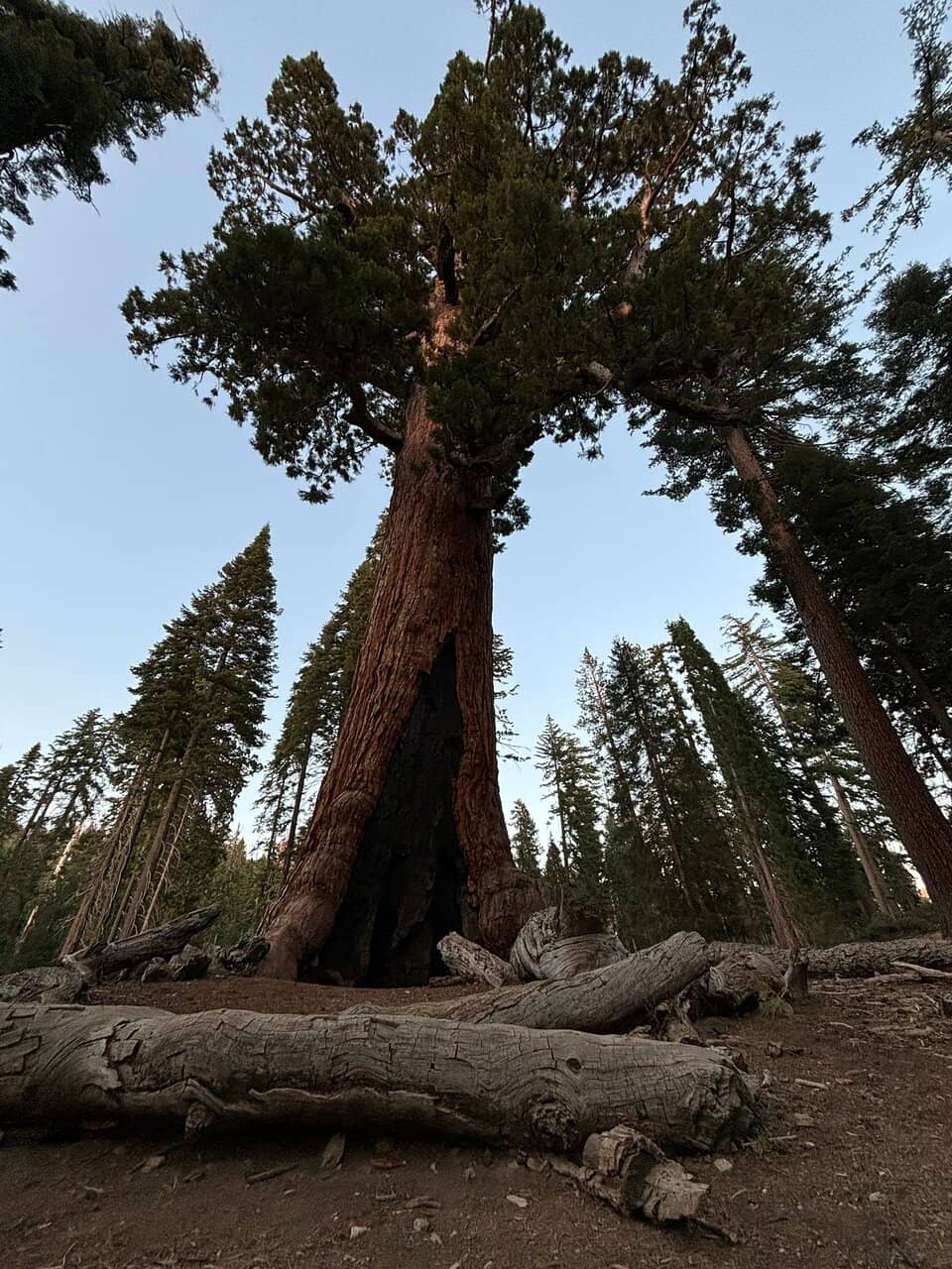 Grizzly Giant