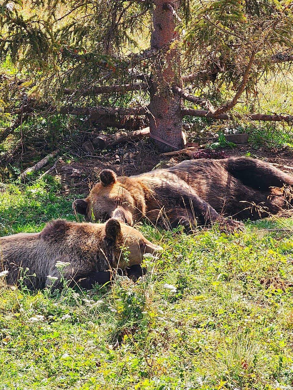 Scenic Mountain Views