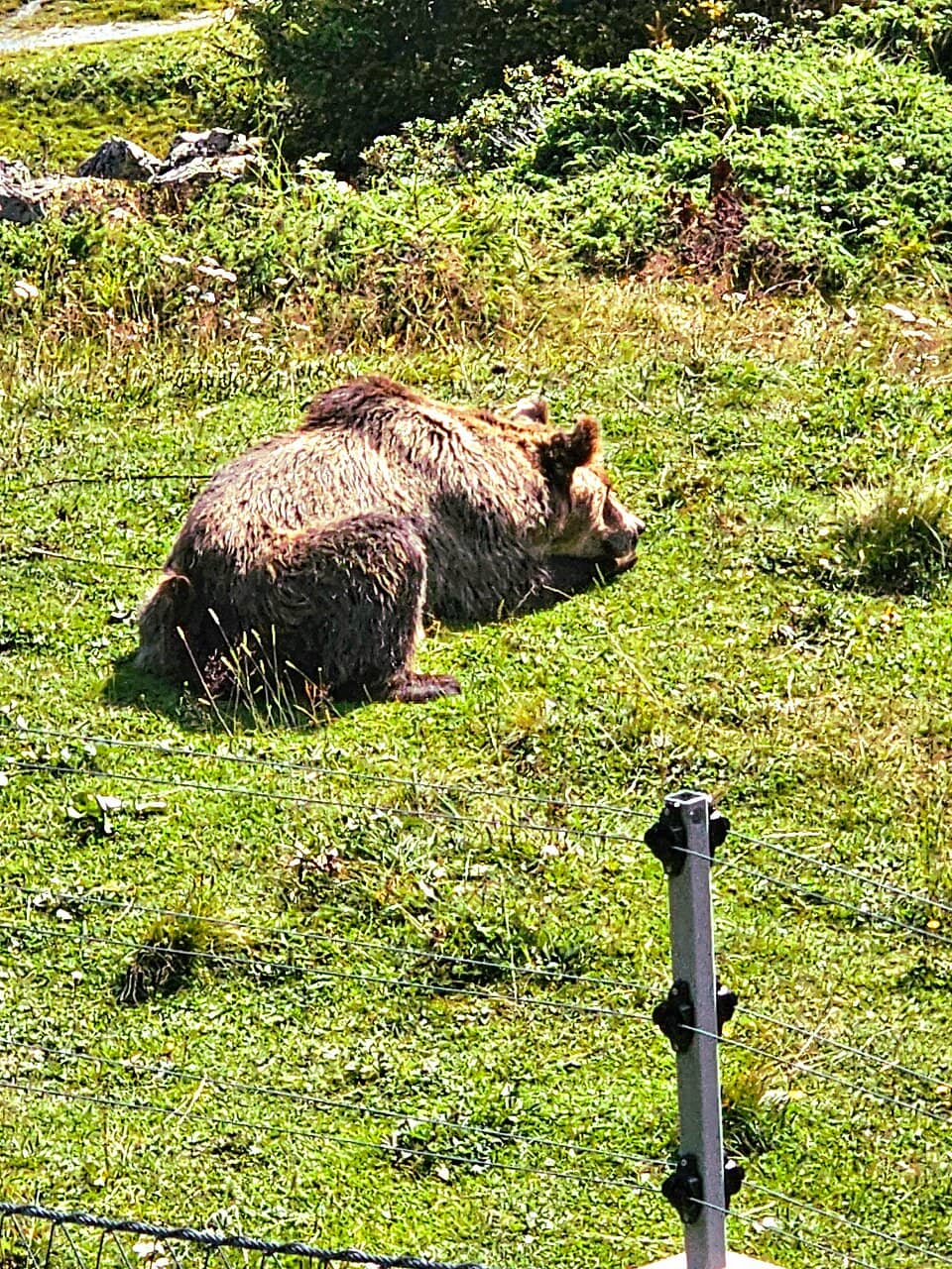 Bear-Themed Adventure Trail