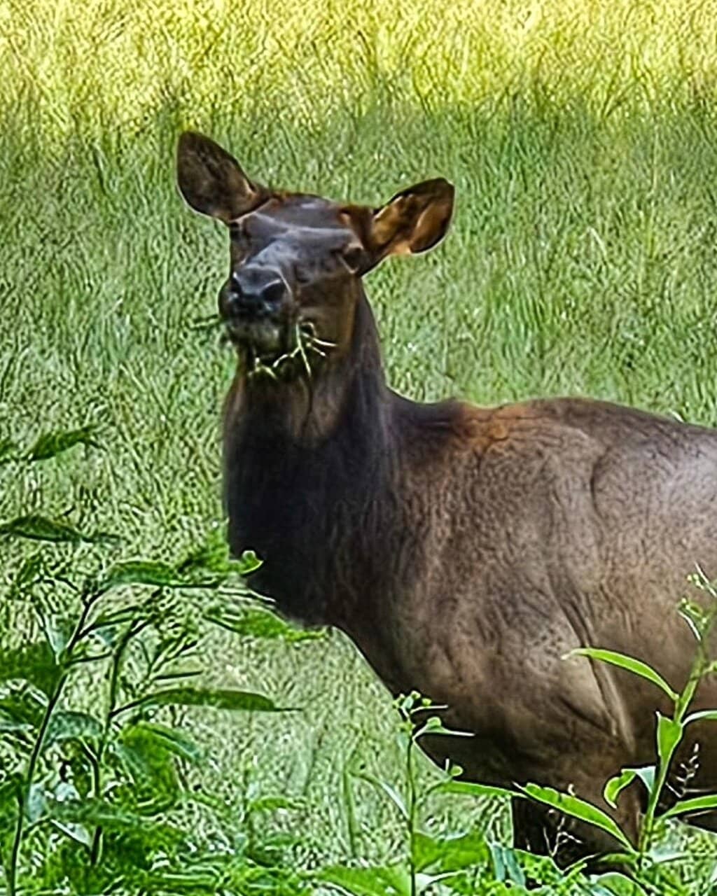 Elk Watching