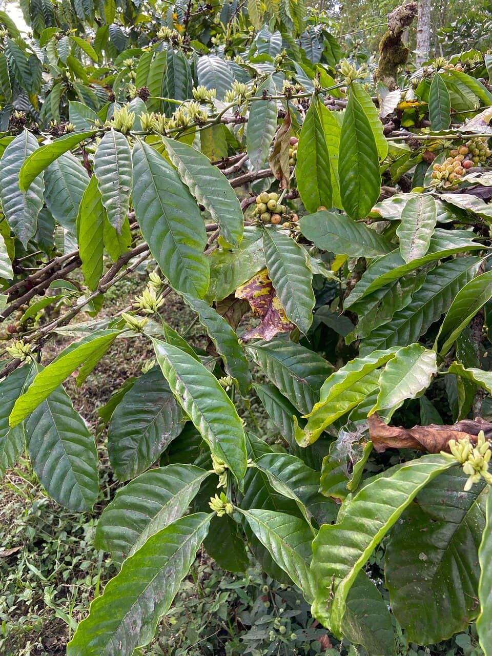 Historical Rubber Plantation