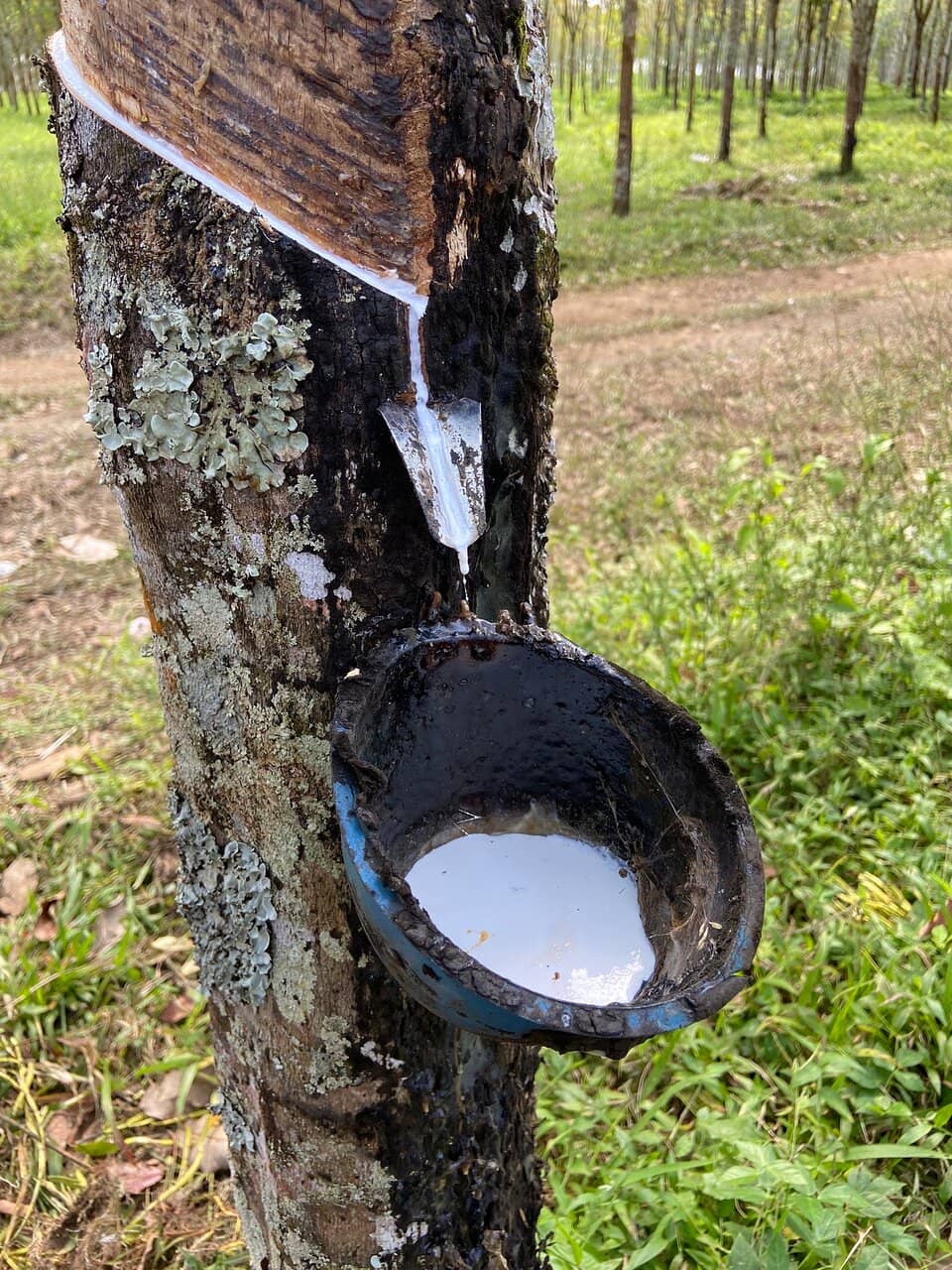 Coffee Tasting & Luwak Coffee