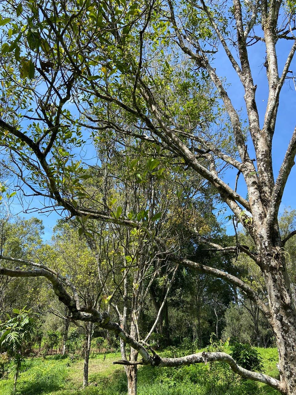 Kalibendo River