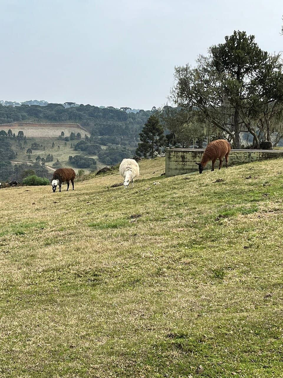 Llama Encounters