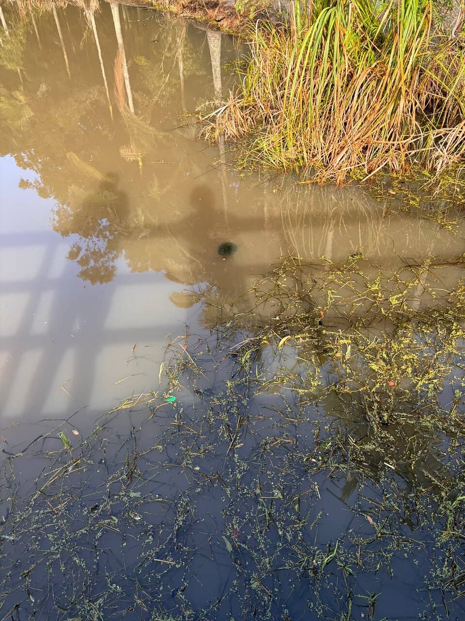 Turtles in the Pond