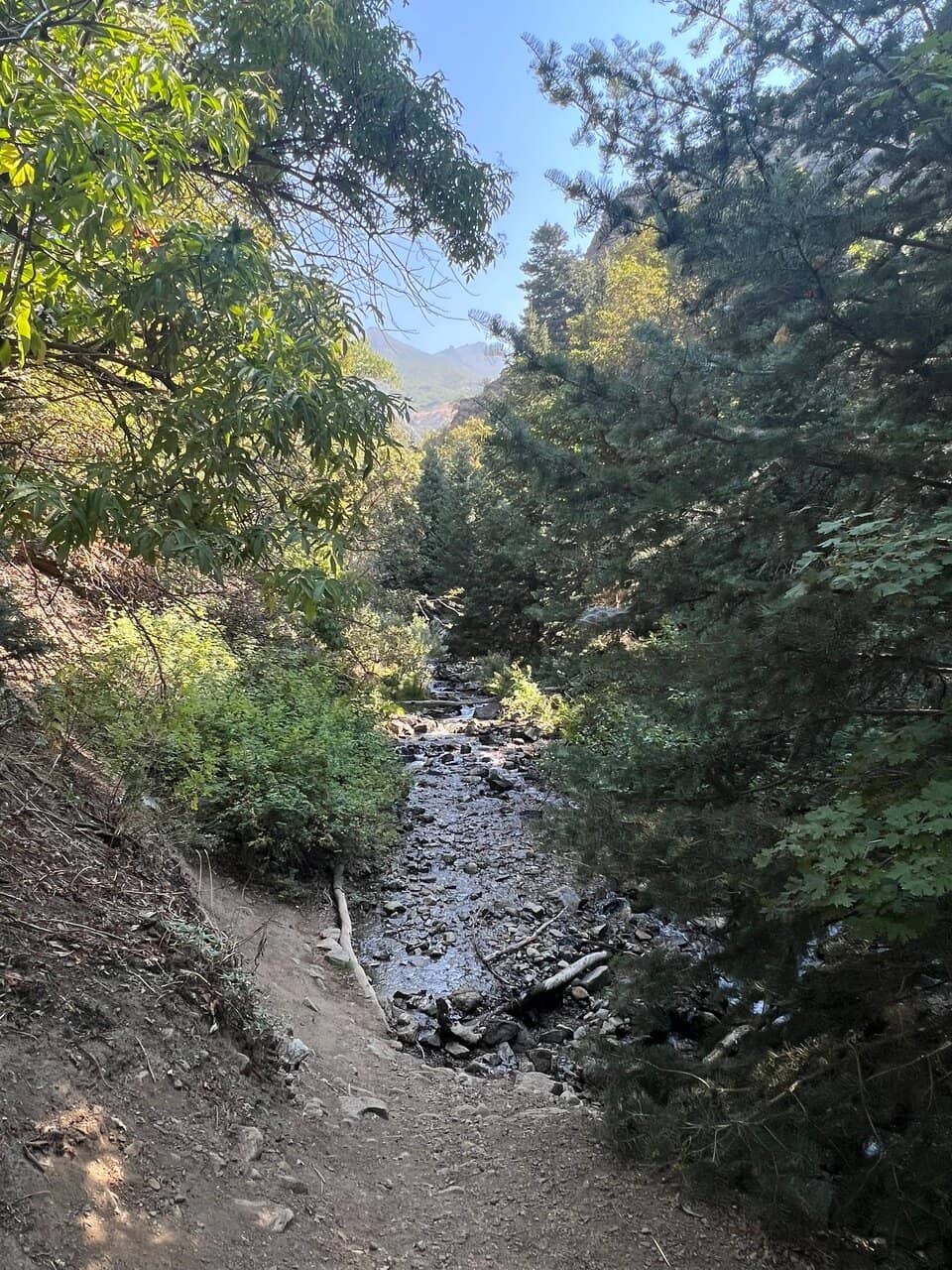 Dog-Friendly Trails