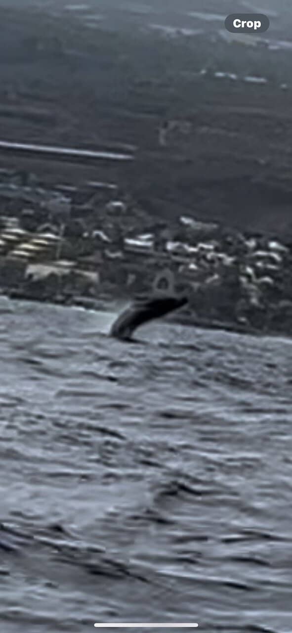 Dolphin Pods Galore