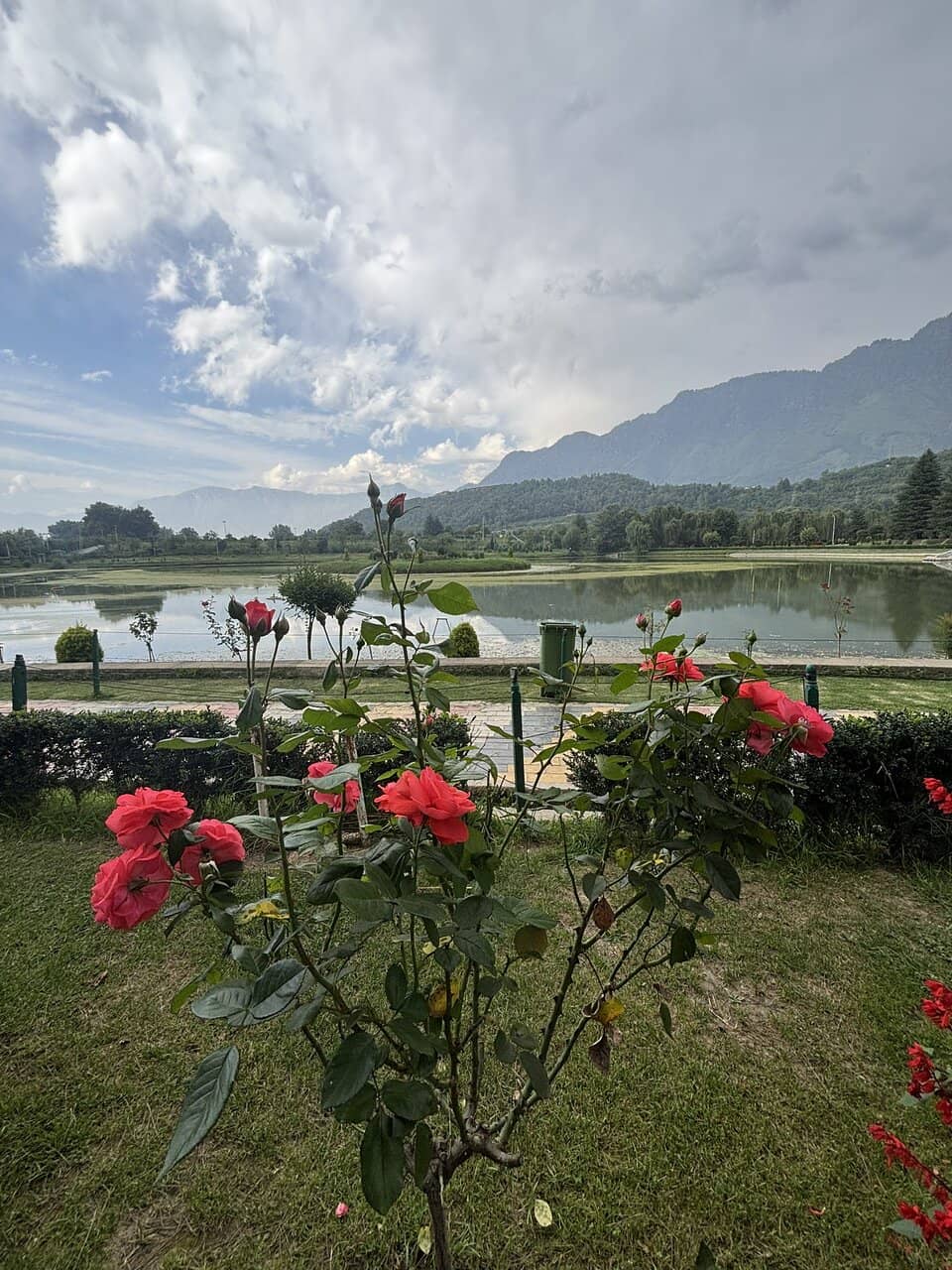 Lush Green Expanse
