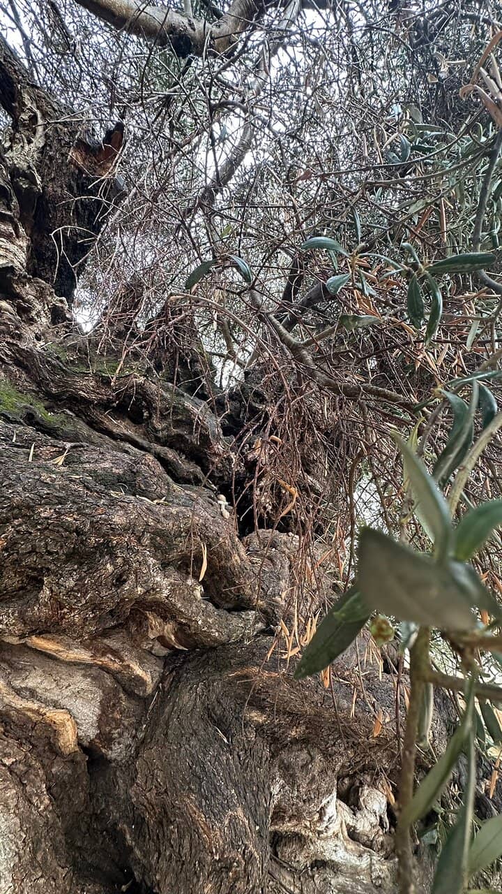 Olive Museum