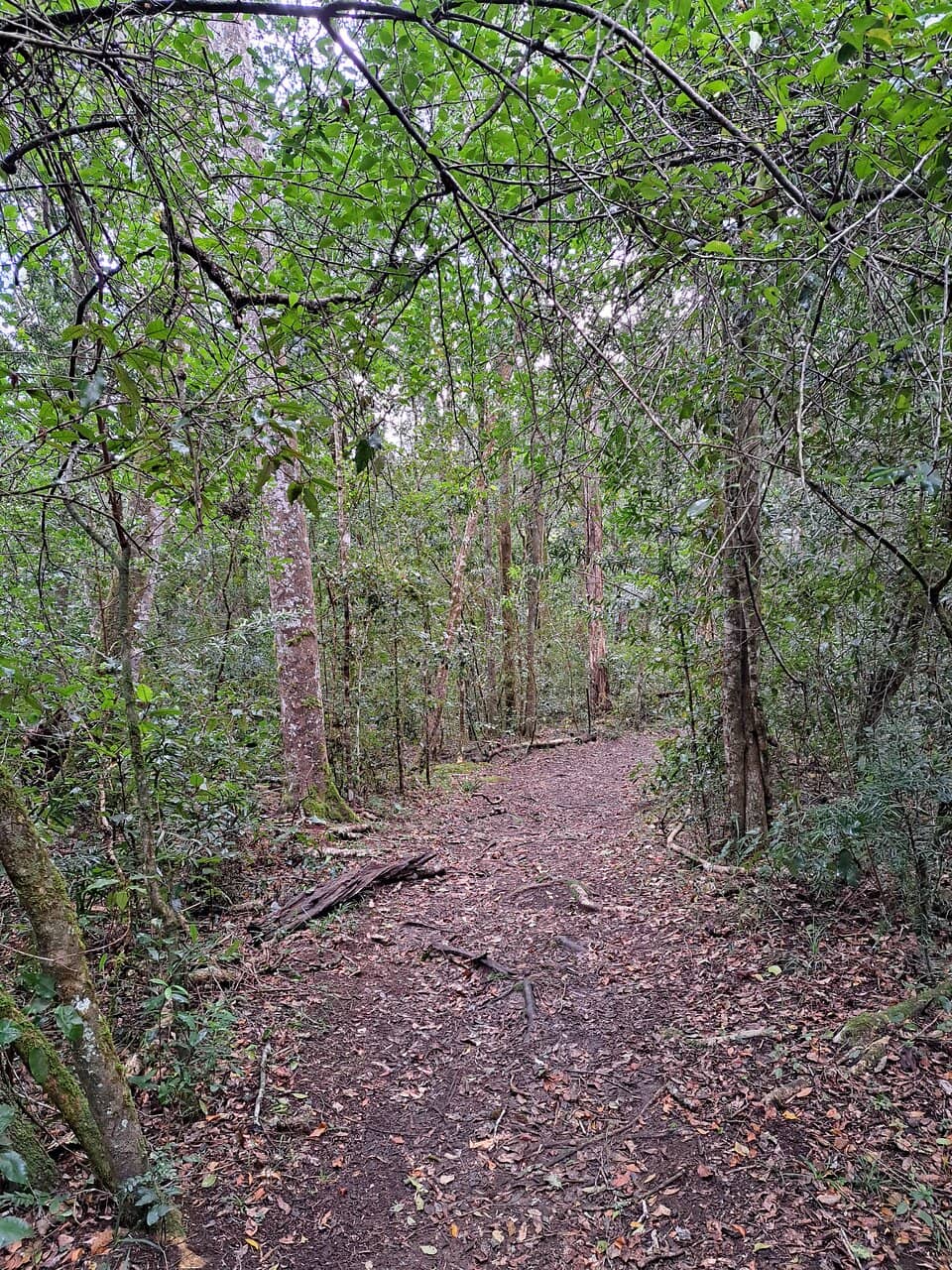 Forest Ambiance