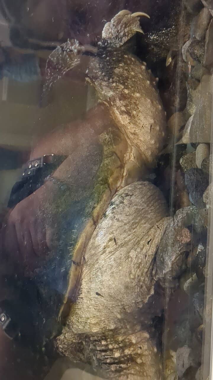 Live Reptiles and Insects