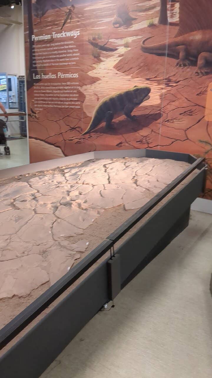 Dinosaur Fossils