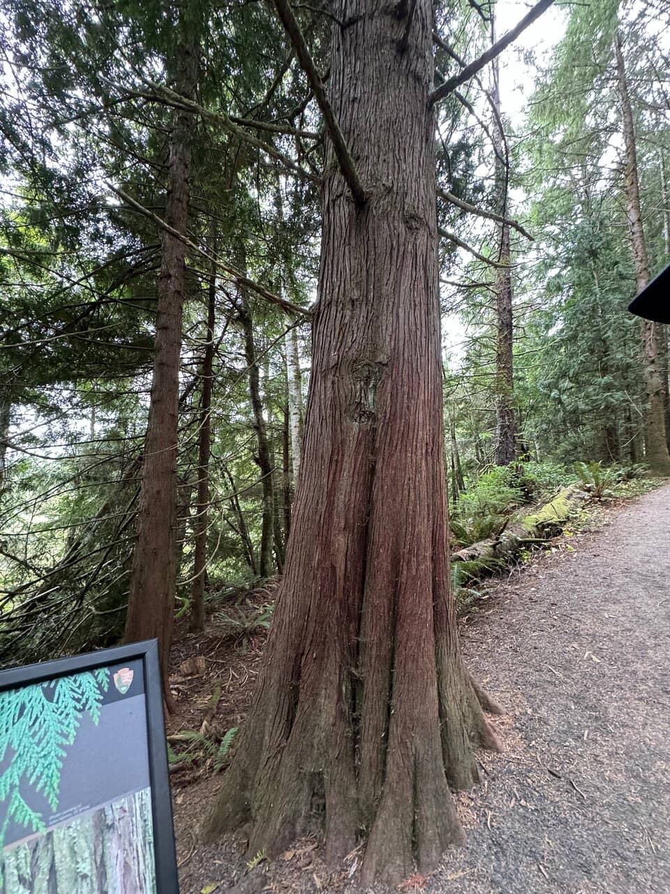 Old-Growth Forest Trails