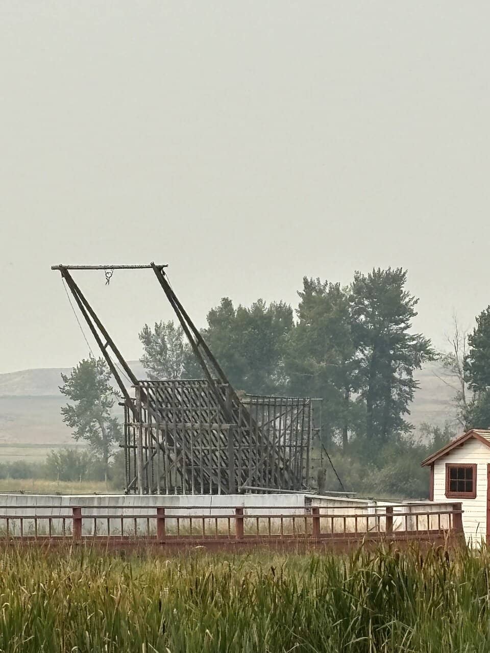 Working Cattle and Horses