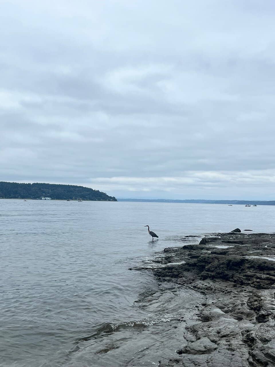 Seal Spotting