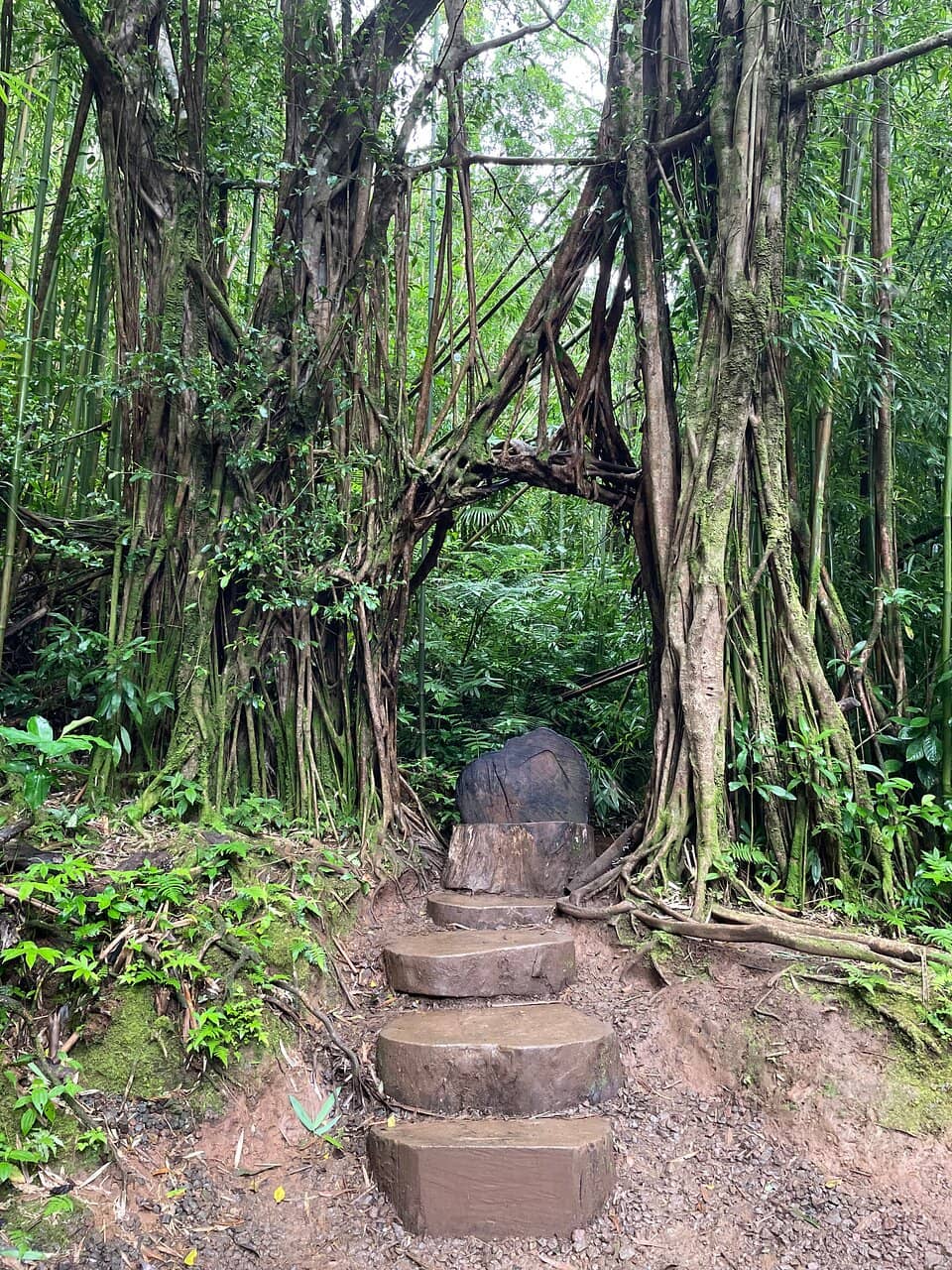 Bamboo Forest