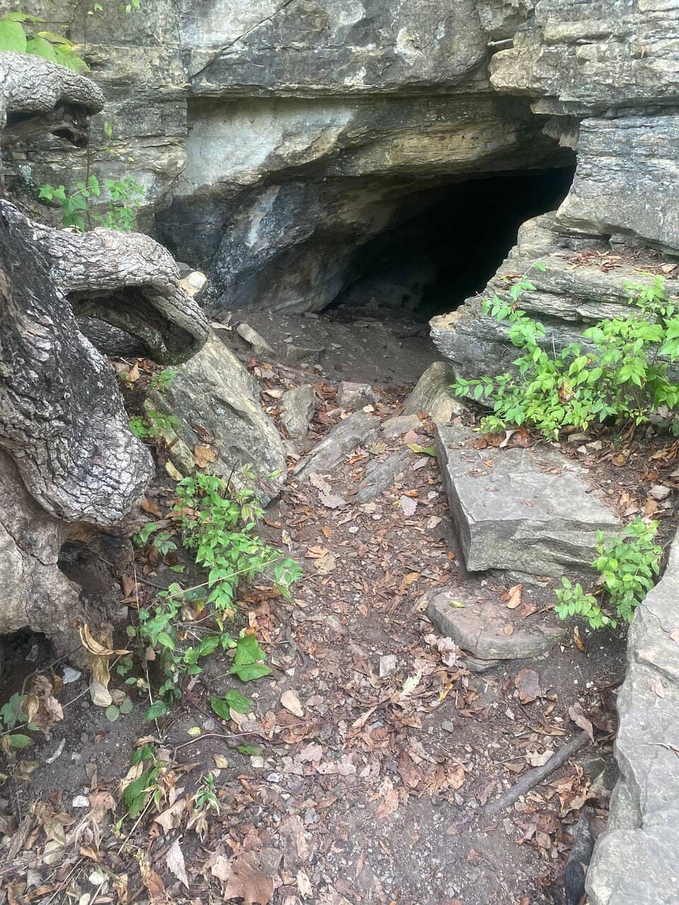 Monarch Butterfly Garden