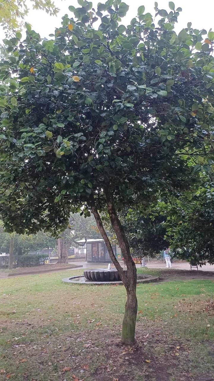 Parque das Alamedas