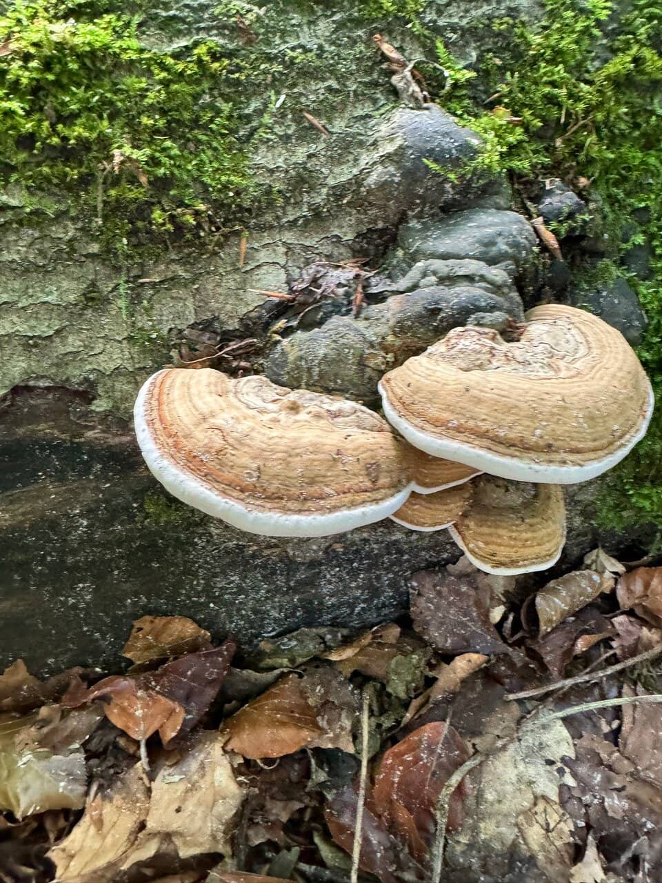 Exotic Waterway Replicas