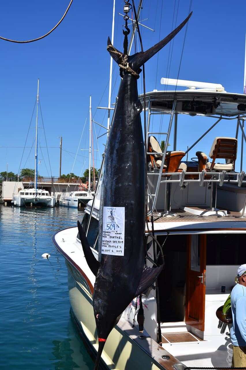 Sea Turtle Sightings