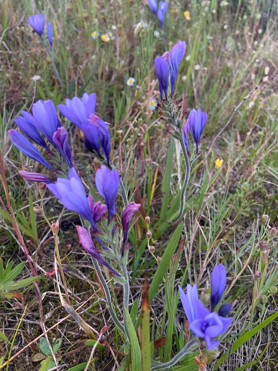 Fynbos Flora