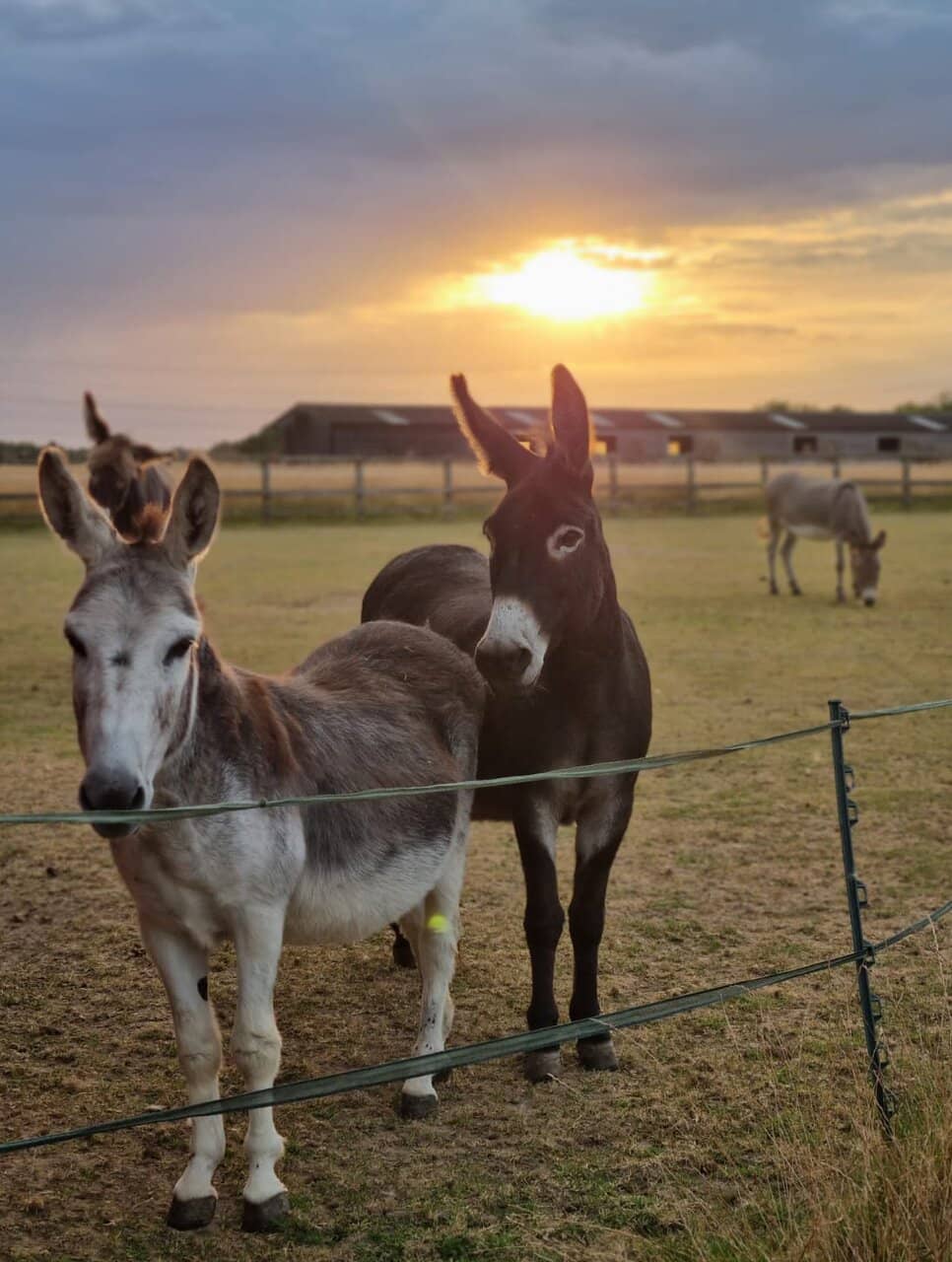 Donkey & Mule Encounters