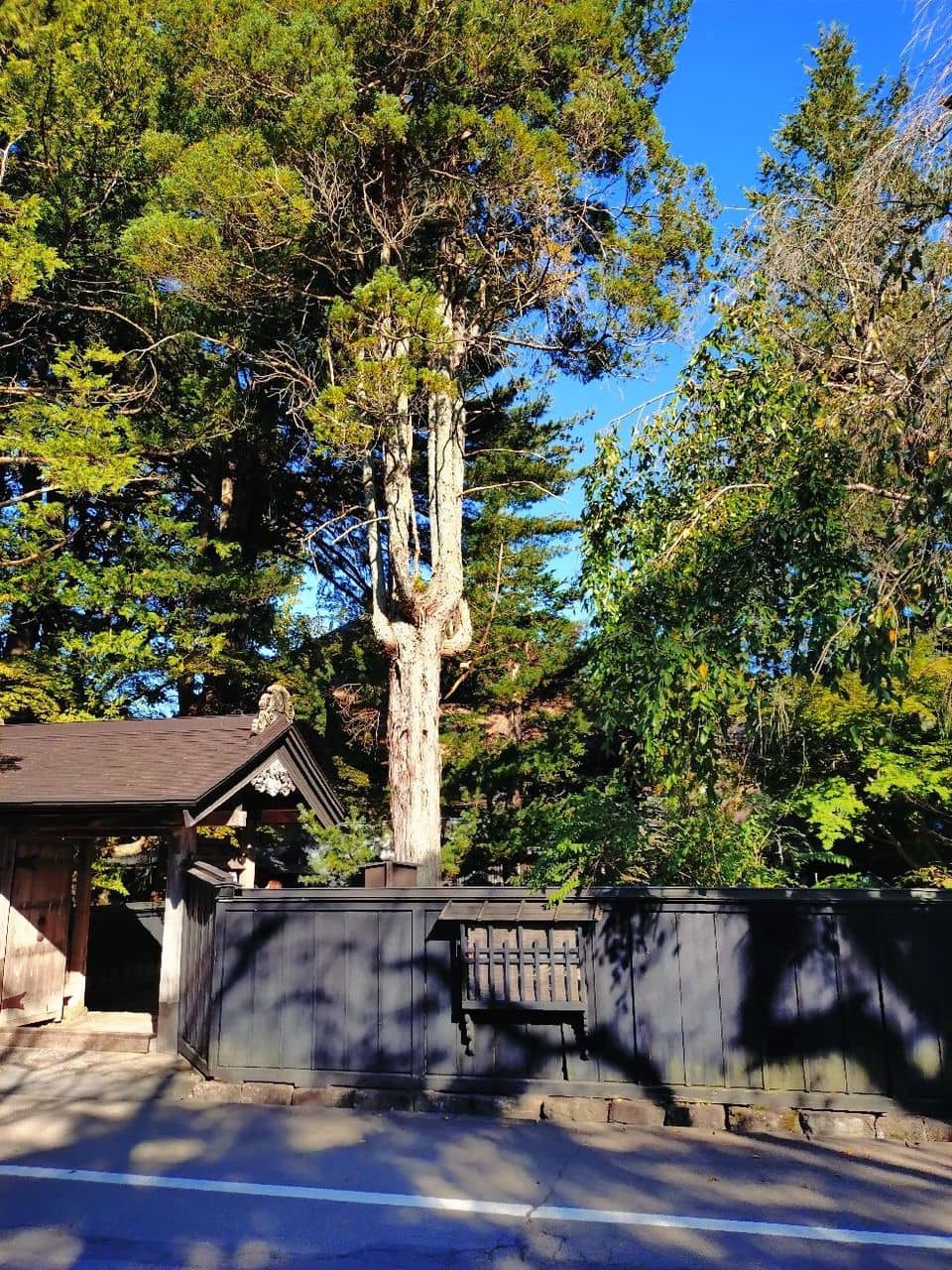 Spring Cherry Blossoms