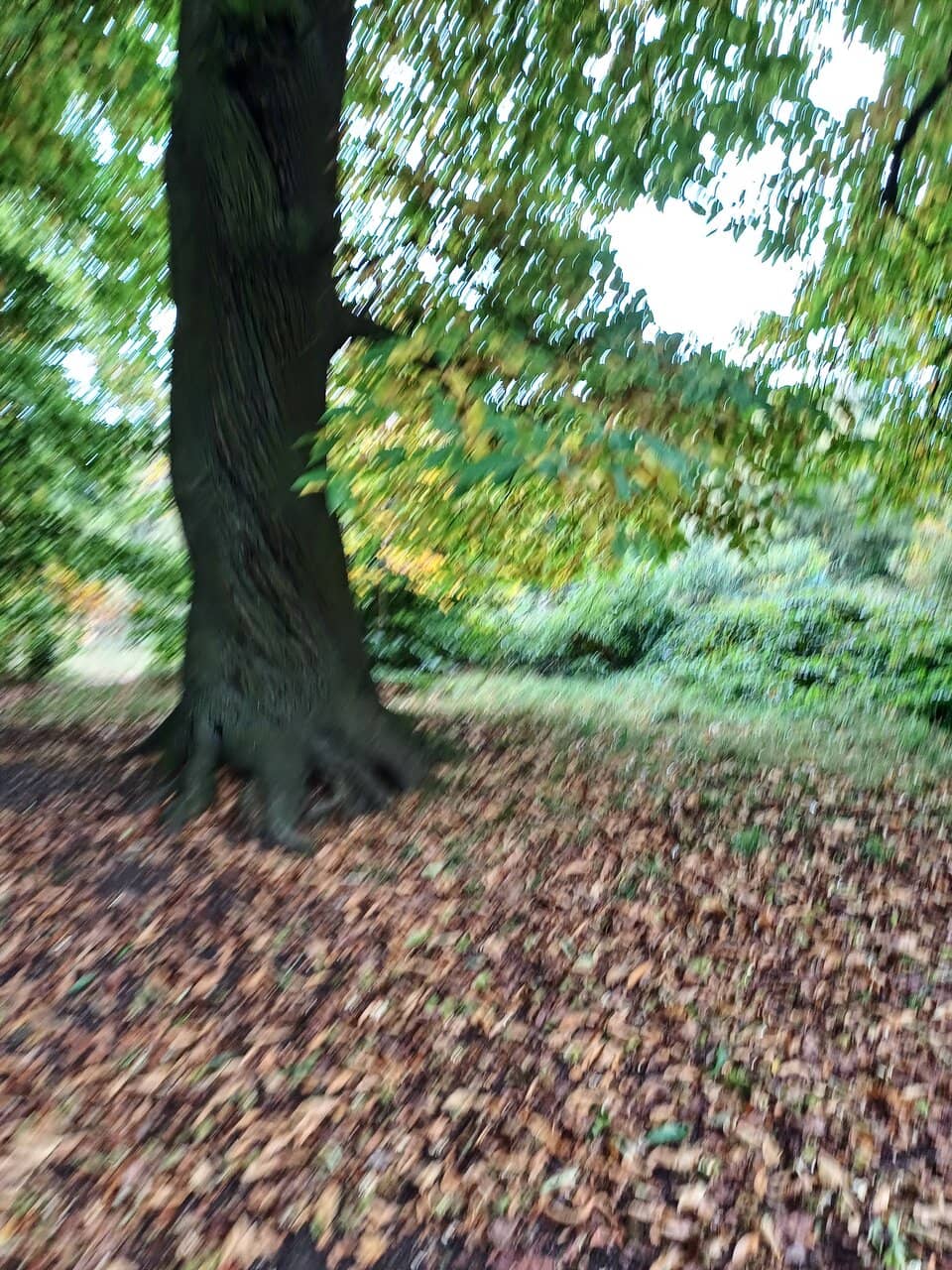 Woodland Trails
