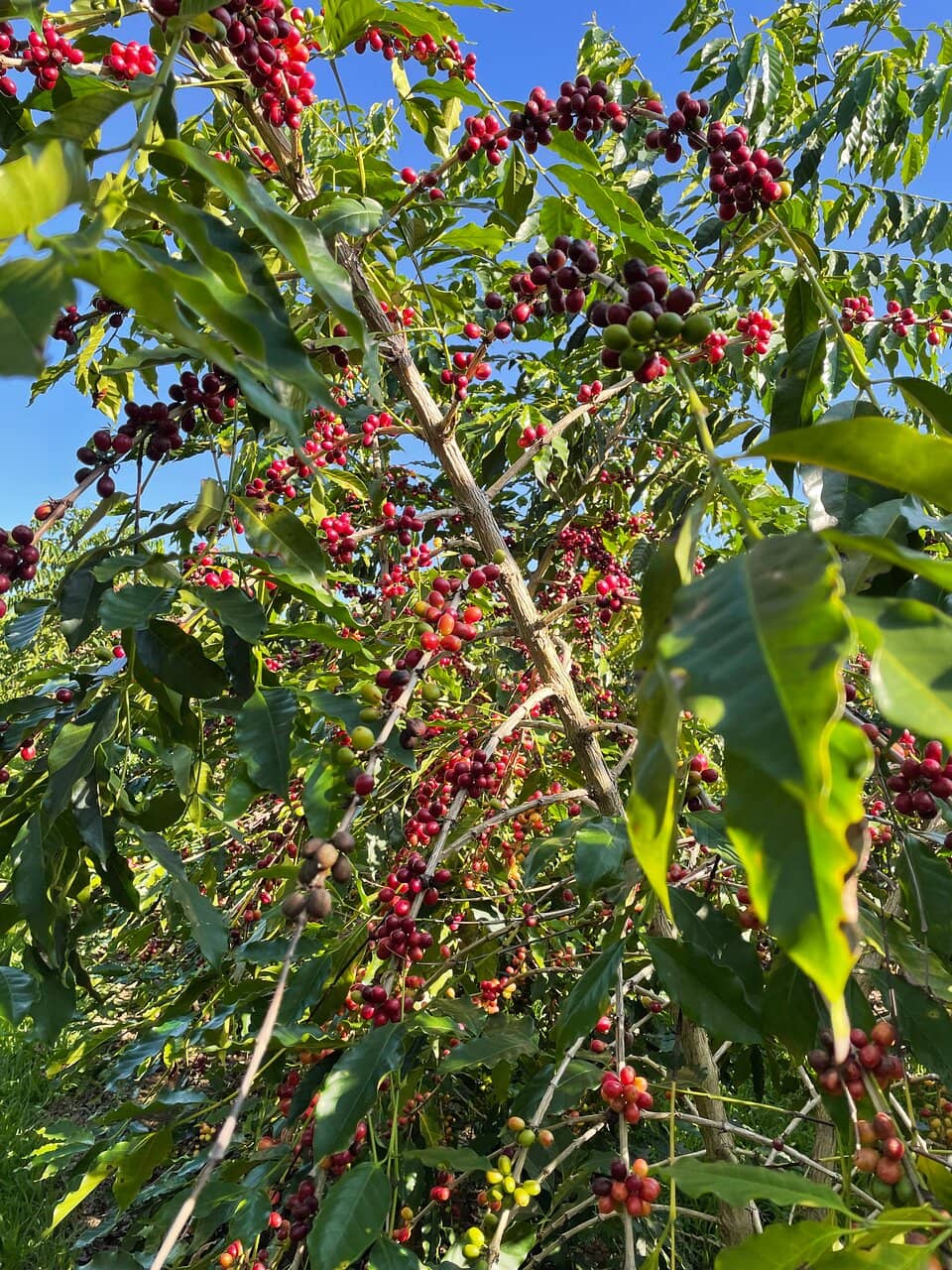 Kona Coffee Tasting