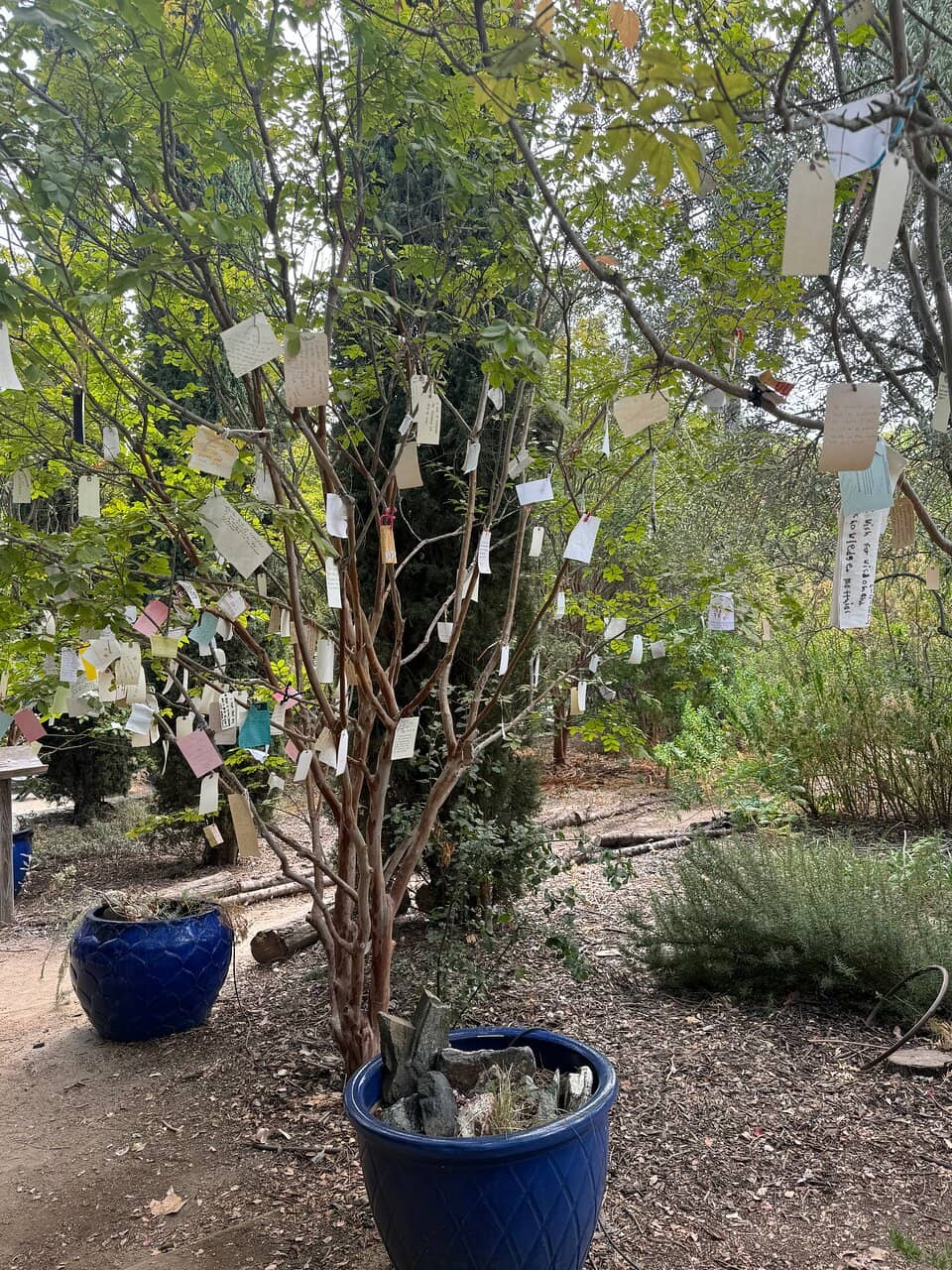 Mediterranean & Californian Flora