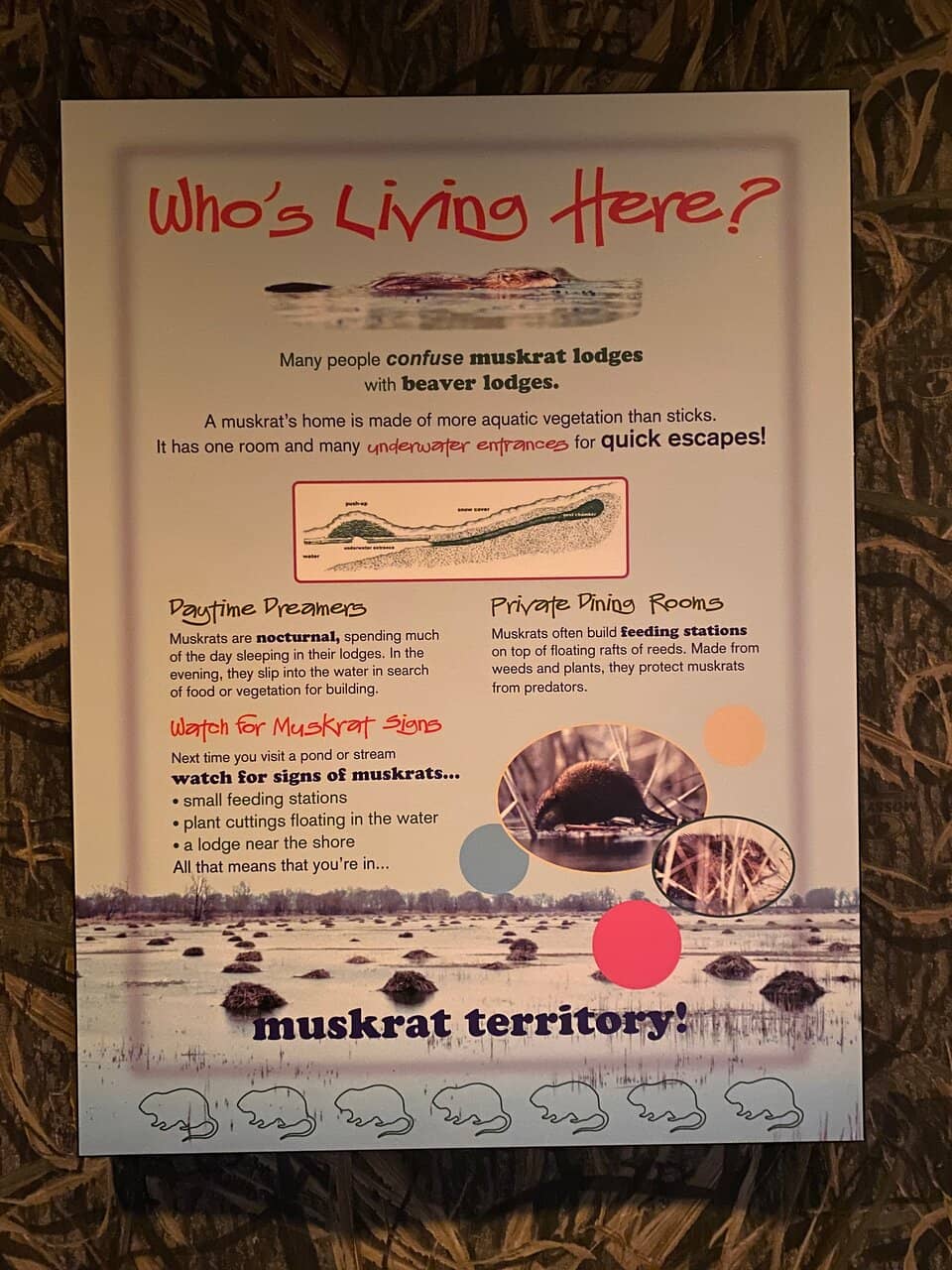 Monarch Butterfly Tagging