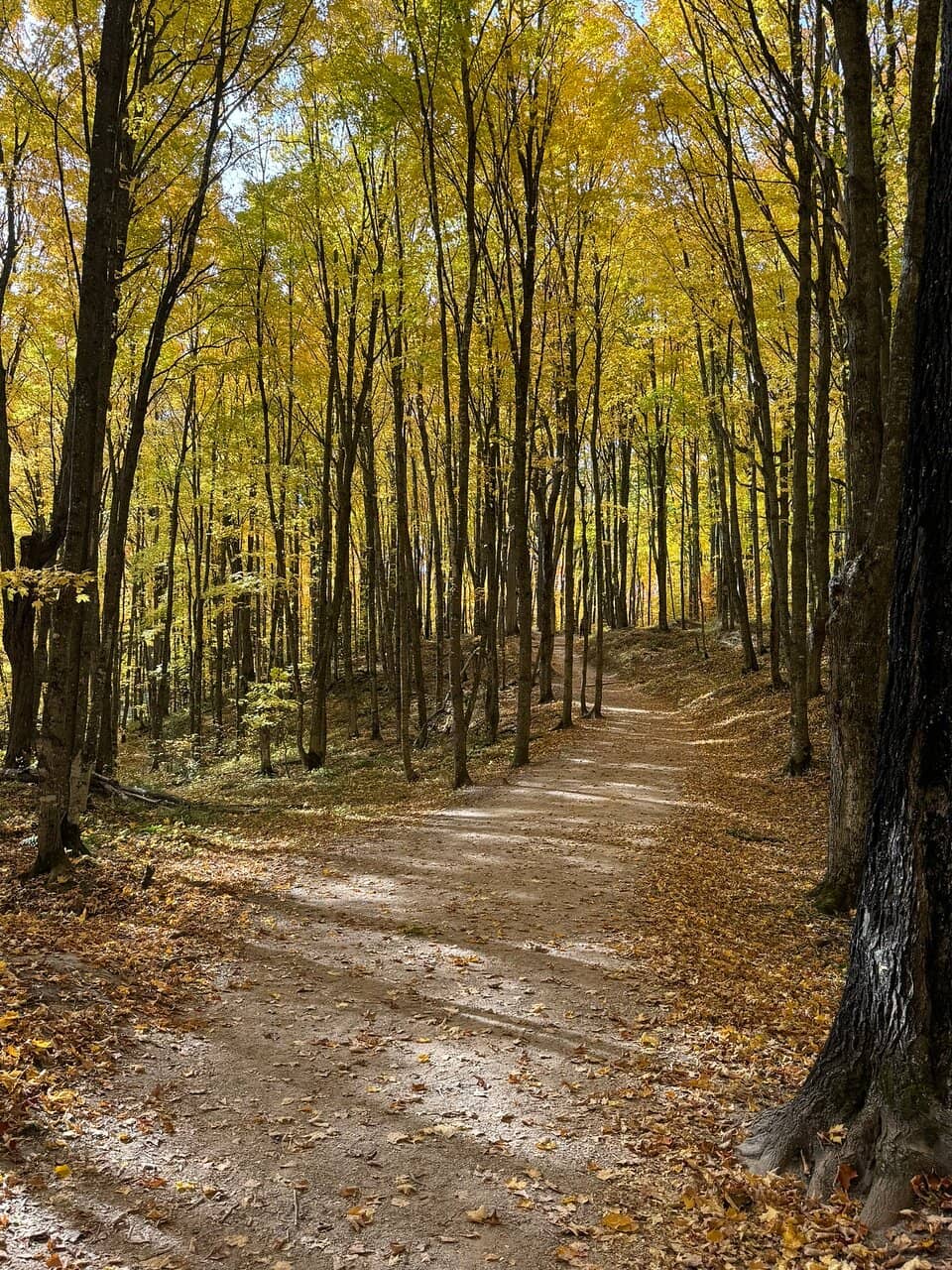 Wooded Trail Amble