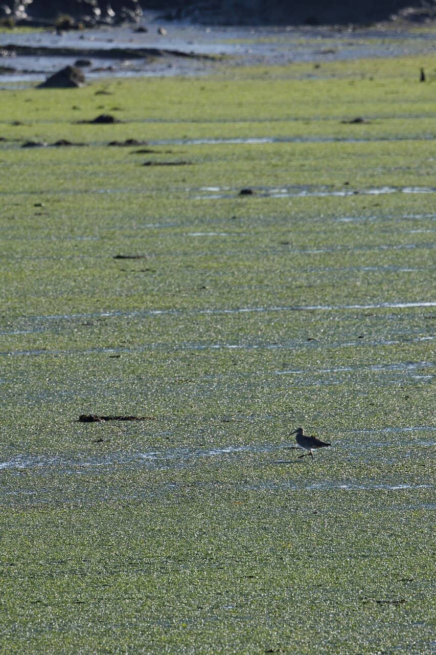 Shepherd's Hut Stays