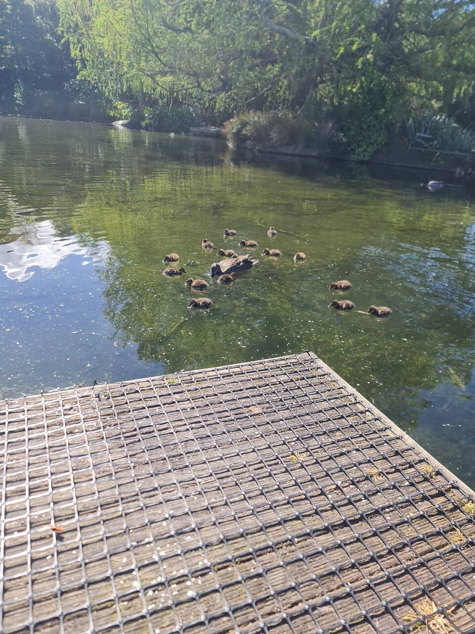 Aviaries
