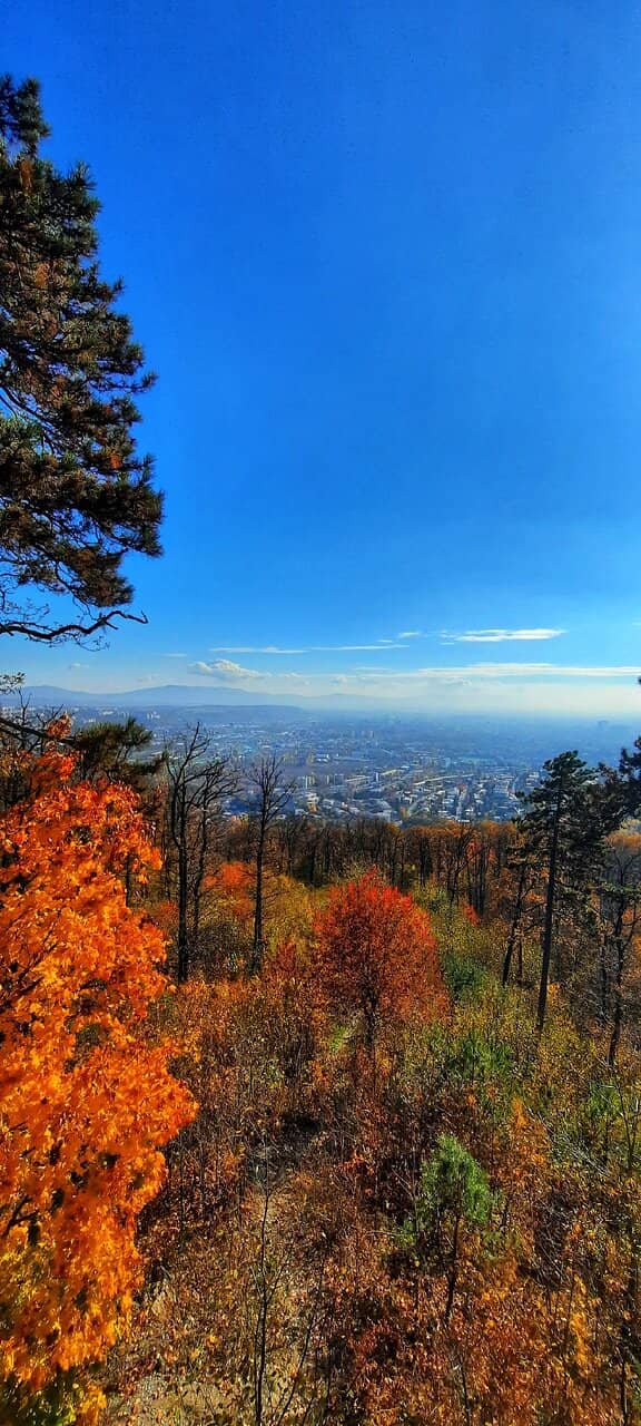 Charming Forest Walk