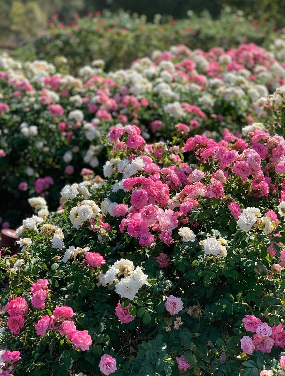 Heritage Garden