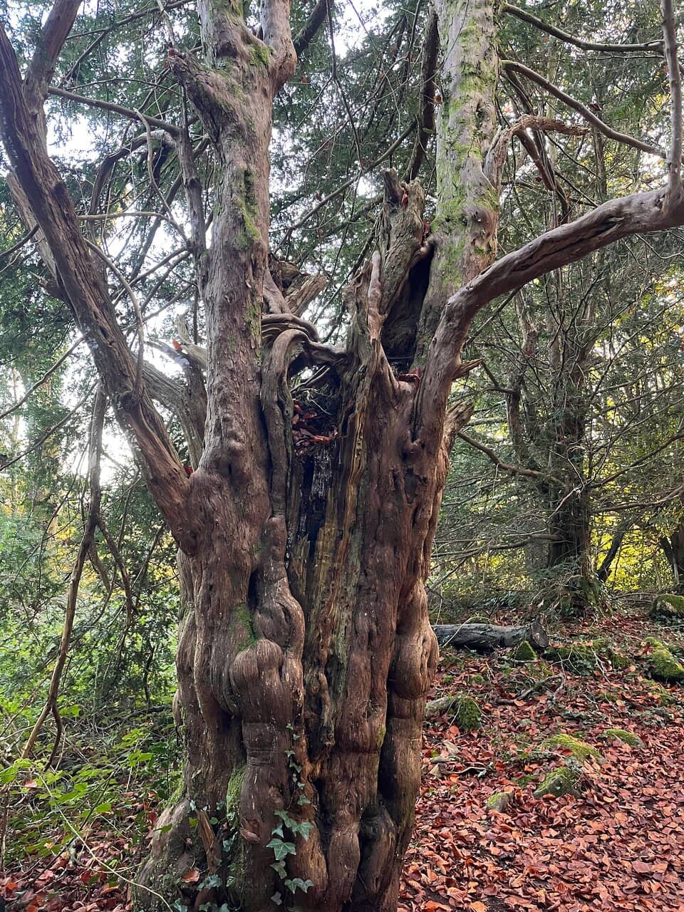 Hunza Valley's Majestic Peaks