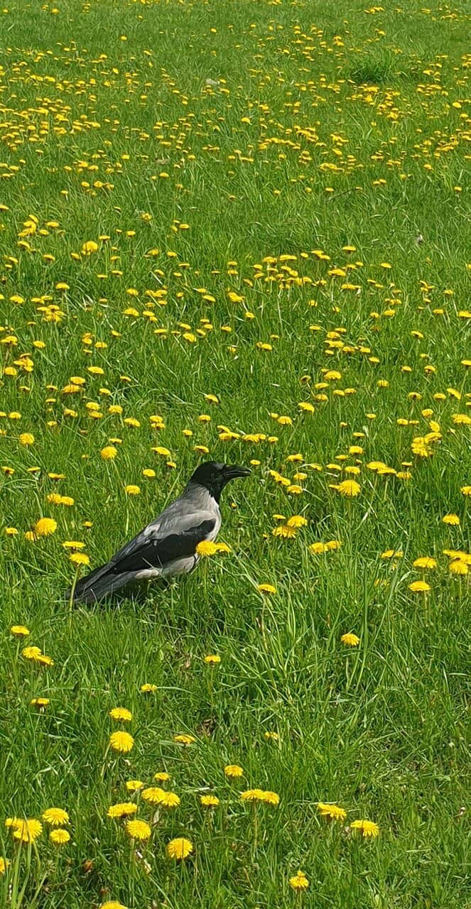 Recreation Park Facilities