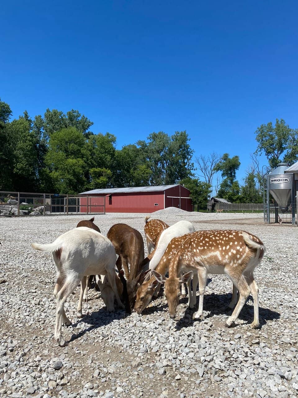 Deer Feeding Frenzy