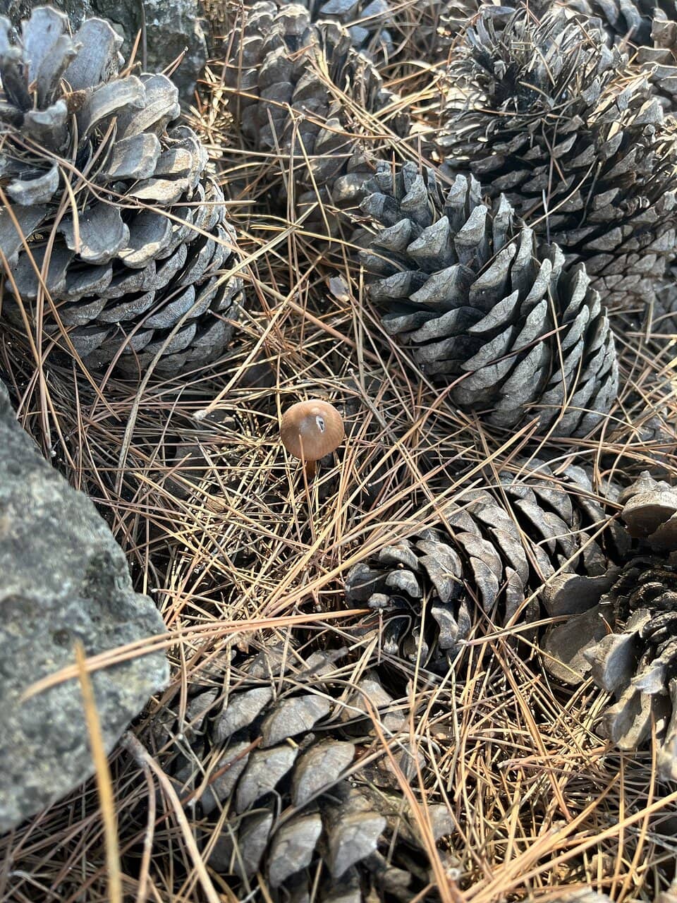 Fungi and Truffle Displays